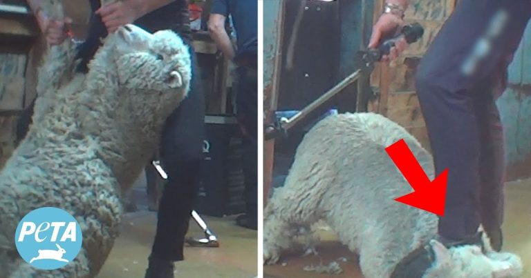 ‘Today’ Show Anchor Matt Lauer Did WHAT??  Sheep Abuse?? (Watch!)