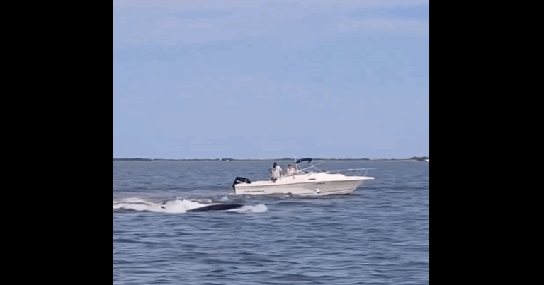 Caught on Camera: Whale Slams Boat in Shallow Water Incident